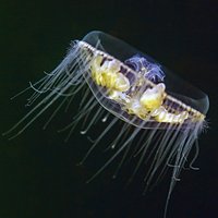 IMG 2450c